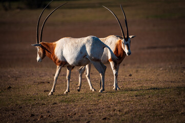 antelope in the savannah