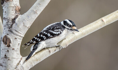 Downy woodpecker in winter tree