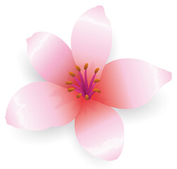 Bloomed cherry flower, isolated over white background, Vector Illustration