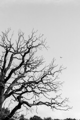 Fototapeta premium old tree without leaves and a bird in the sky