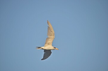 common tern