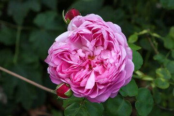big beautiful pink rose in the garden