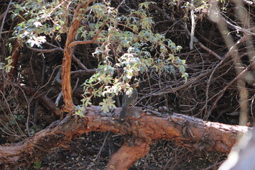 Bird on a branch of tree