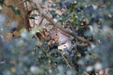 Close of up of a squirrel eating a nut