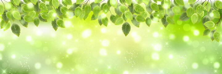 新緑　葉　春　背景