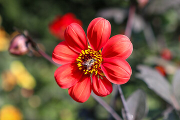 bee on a bright red flower