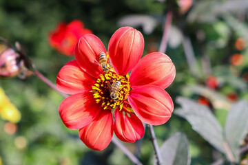 two bees on a bright red flower