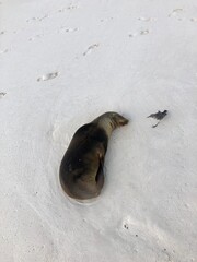 Sea Lion on Galapagos Island on the beach