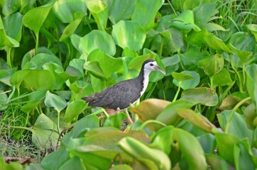 white breasted moorhen