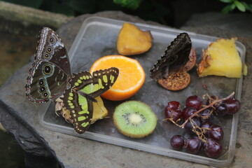 Butterflies on the fruit