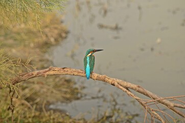 common kingfisher