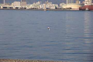水面近くを滑るように飛ぶユリカモメ