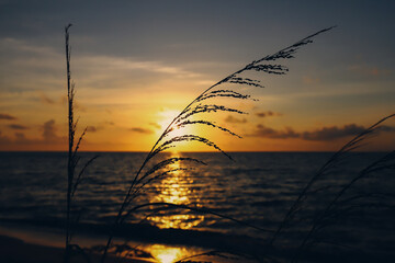 amanecer 