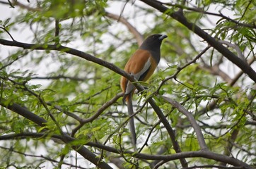 rufous treepie