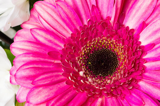 Beautiful Flowers In A Bouquet, Macro Photo Of Gerbera