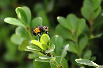 Mosca