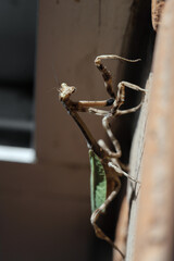 Mantis
