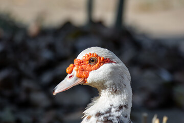 A close up of a white duck