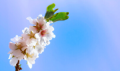 almond f blossom against sky