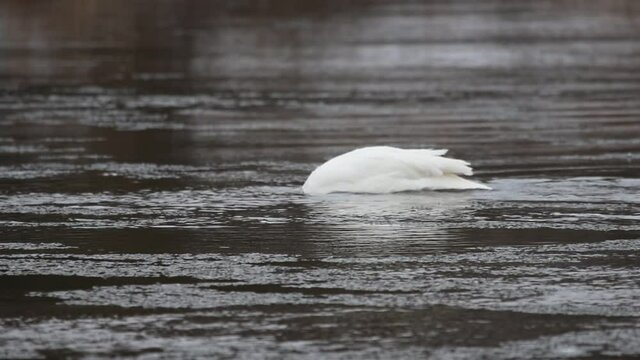 A Trumpeter Swan (Cygnus buccinator) feeding in the Grand River, in Cambridge, Ontario, Canada.
