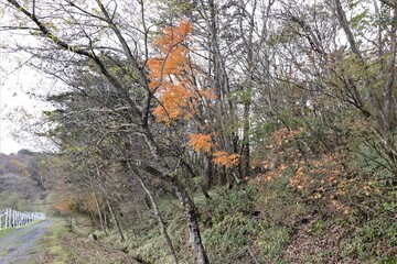 群馬県鹿沼市の横根高原