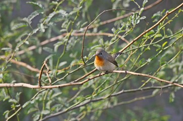 red breasted flycatcher