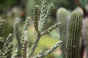 close up of cactus