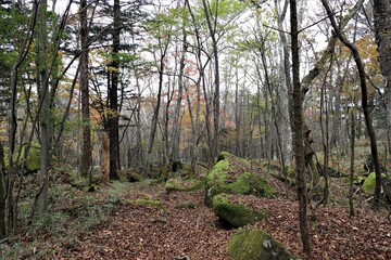 群馬県鹿沼市の横根高原