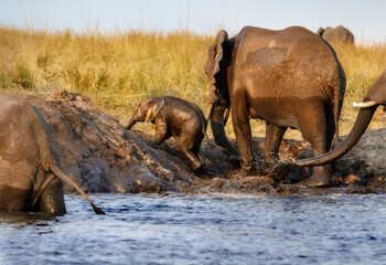 Elephant calf completing first crossing of Chobe River. Mother (cow) by his side. African Bush elephants largest in world.