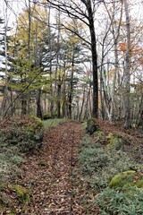 群馬県鹿沼市の横根高原