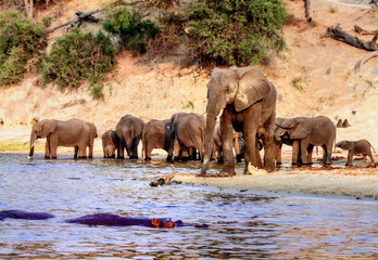 African Bush Elephants  Drinking along Chobe River.
Largest Elephants in World. Photograph from motorboat on River