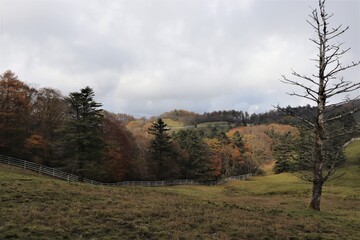 Obraz premium 群馬県鹿沼市の横根高原