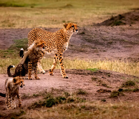 Cheetah and cubs hunting at dusk in Masai Mara 
