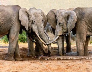 African Male Elephants in "Boys Club" Huddle. Male elephants  are not included in family life with children
