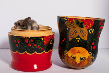 hamster in a white background