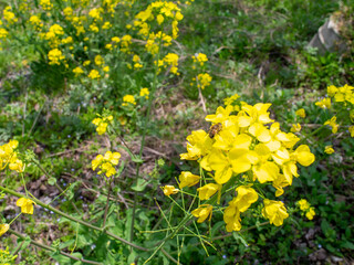 ミツバチと菜の花