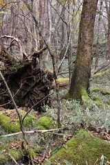 群馬県鹿沼市の横根高原