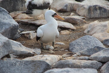 Blue Footed Booby with eggs, Espanola Island, Galapagos.