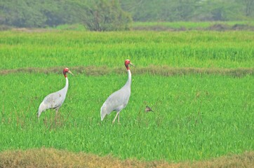 sarus crane