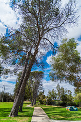 Obraz premium Walk the path amongst tall trees at Bernard Park Northam