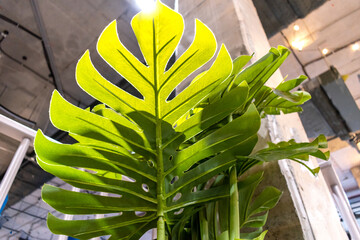 Fototapeta na wymiar Artificial green palm tree stands inside the shopping center.