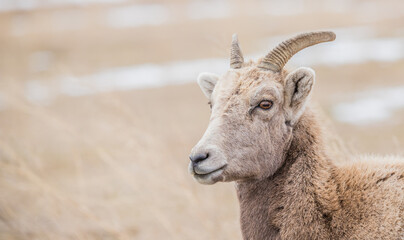 Naklejka na ściany i meble Desert bighorn sheep in badlands