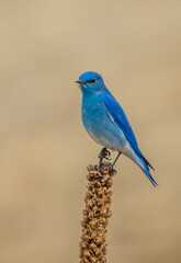 Western bluebird on weed perch