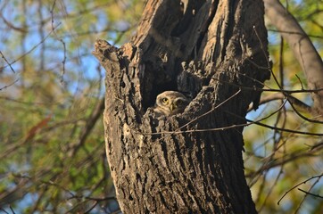 Obraz premium owlet hiding in tree 