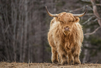 Highland cattle in snow field 