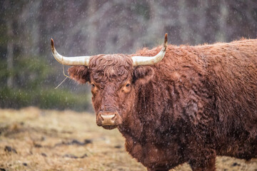 Highland cattle in snow field 