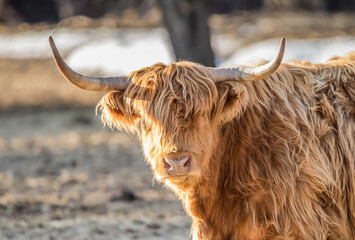 Highland cattle in snow field 