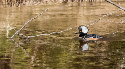 wild ducks on river in spring - Powered by Adobe