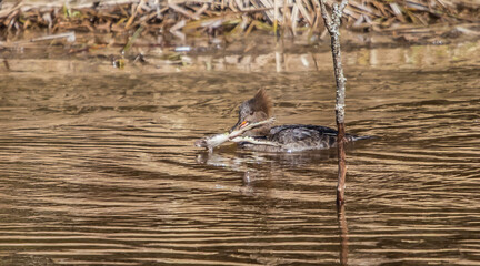 wild ducks on river in spring