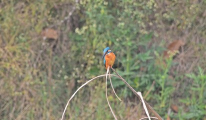 common kingfisher